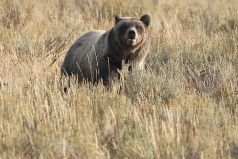 Trail Walker Attacked by Bear in Wilderness Area Air Lifted to Medical Facility