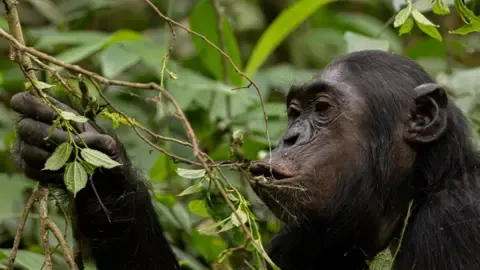 Wild Chimps Ingesting an Amount Equal of an Alcoholic Beverage Each Day from Overripe Produce, Study Reveals